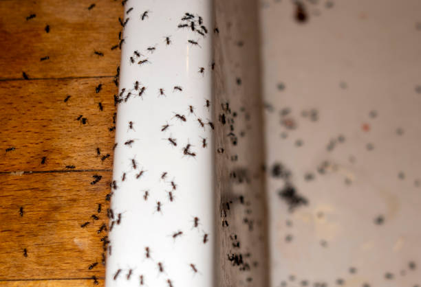 Best Cockroach Control Services  in Wanaque, NJ